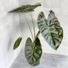 Alocasia 'Golden Bone' - Golden Bone Elephant Ear 2 Alocasia 'Golden Bone' - Golden Bone Elephant Ear -Eds Plant Shop alocasia golden bone golden bone elephant ear various sizes 851582