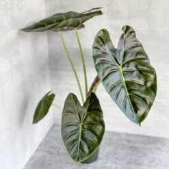 Alocasia 'Golden Bone' - Golden Bone Elephant Ear