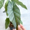 Alocasia Heterophylla 'Corazon' - Corazon Alocasia - 4.5 Inch -Eds Plant Shop alocasia heterophylla corazon corazon alocasia 45 inch 468754