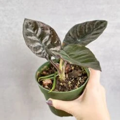 Alocasia Infernalis 'Kapit' - 4.5 Inch -Eds Plant Shop alocasia infernalis kapit 45 inch 842680