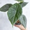 Alocasia Maharani - Grey Dragon Alocasia - 4.5 Inch