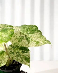 Alocasia ‘Odora Batik’ – Rare Elephant Ear With Batik Pattern -Eds Plant Shop alocasia odora batik rare elephant ear with batik pattern 6663143