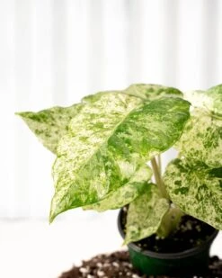 Alocasia ‘Odora Batik’ – Rare Elephant Ear With Batik Pattern -Eds Plant Shop alocasia odora batik rare elephant ear with batik pattern 8300477