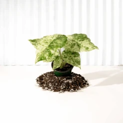 Alocasia ‘Odora Batik’ – Rare Elephant Ear With Batik Pattern -Eds Plant Shop alocasia odora batik rare elephant ear with batik pattern 9177979