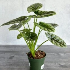 Alocasia 'Quilted Dreams' - 4 Inch -Eds Plant Shop alocasia quilted dreams 4 inch 187503