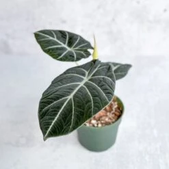 Alocasia Reginula 'Black Velvet' -Eds Plant Shop alocasia reginula black velvet 45 inch 340217