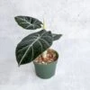 Alocasia Reginula 'Black Velvet' 1 Alocasia Reginula 'Black Velvet' -Eds Plant Shop alocasia reginula black velvet 45 inch 706158