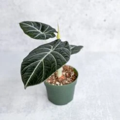 Alocasia Reginula 'Black Velvet'