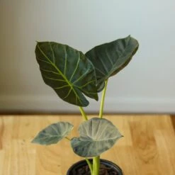 Alocasia X ‘Regal Shield’ - Regal Shield Alocasia -Eds Plant Shop alocasia x regal shield regal shield alocasia 10 inch 911062