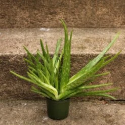 Aloe Barbadensis Miller 'Aloe Vera'