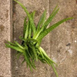 Aloe Barbadensis Miller 'Aloe Vera' 8 Aloe Barbadensis Miller 'Aloe Vera' -Eds Plant Shop aloe barbadensis miller aloe vera 260799