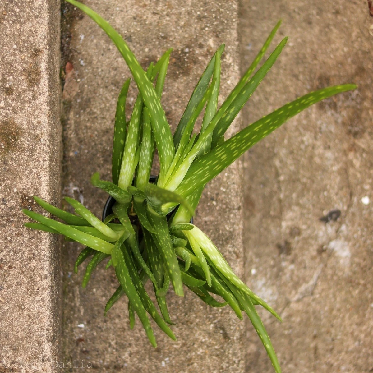 Aloe Barbadensis Miller 'Aloe Vera' 5 Aloe Barbadensis Miller 'Aloe Vera' - Image 3