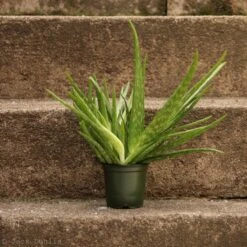 Aloe Barbadensis Miller 'Aloe Vera' 9 Aloe Barbadensis Miller 'Aloe Vera' -Eds Plant Shop aloe barbadensis miller aloe vera 973621