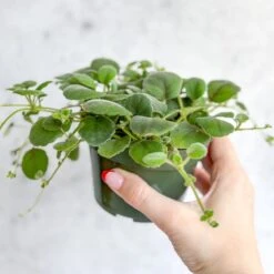 Alsobia Dianthiflora - Lace Flower -Eds Plant Shop alsobia dianthiflora lace flower 877578