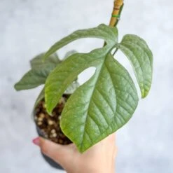 Amydrium Medium 'Silver Spiderman' - Silver Spiderman False Monstera - 4 Inch -Eds Plant Shop amydrium medium silver spiderman silver spiderman false monstera 4 inch 112695