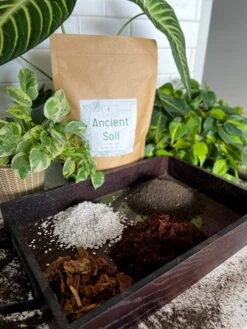 Ancient Soil - Premium Soil For Houseplants 19 Ancient Soil - Premium Soil For Houseplants -Eds Plant Shop ancient soil premium soil for houseplants 614480