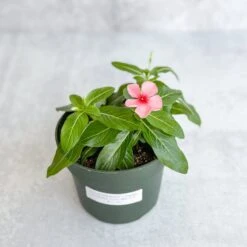 Annual Periwinkle - Upright Flowering Vinca Mix -Eds Plant Shop annual periwinkle upright flowering vinca mix 300560