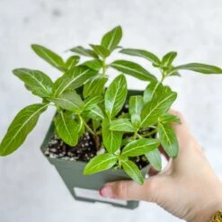 Annual Periwinkle - Upright Flowering Vinca Mix -Eds Plant Shop annual periwinkle upright flowering vinca mix 385680