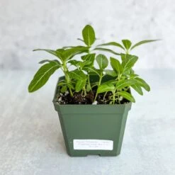 Annual Periwinkle - Upright Flowering Vinca Mix -Eds Plant Shop annual periwinkle upright flowering vinca mix 433078