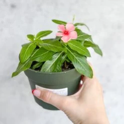 Annual Periwinkle - Upright Flowering Vinca Mix -Eds Plant Shop annual periwinkle upright flowering vinca mix 466361