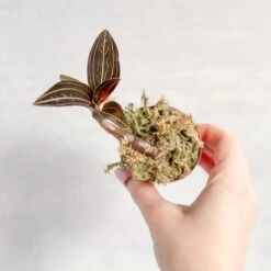 Anoectochilus Roxburghii - ‘Jewel Orchid’