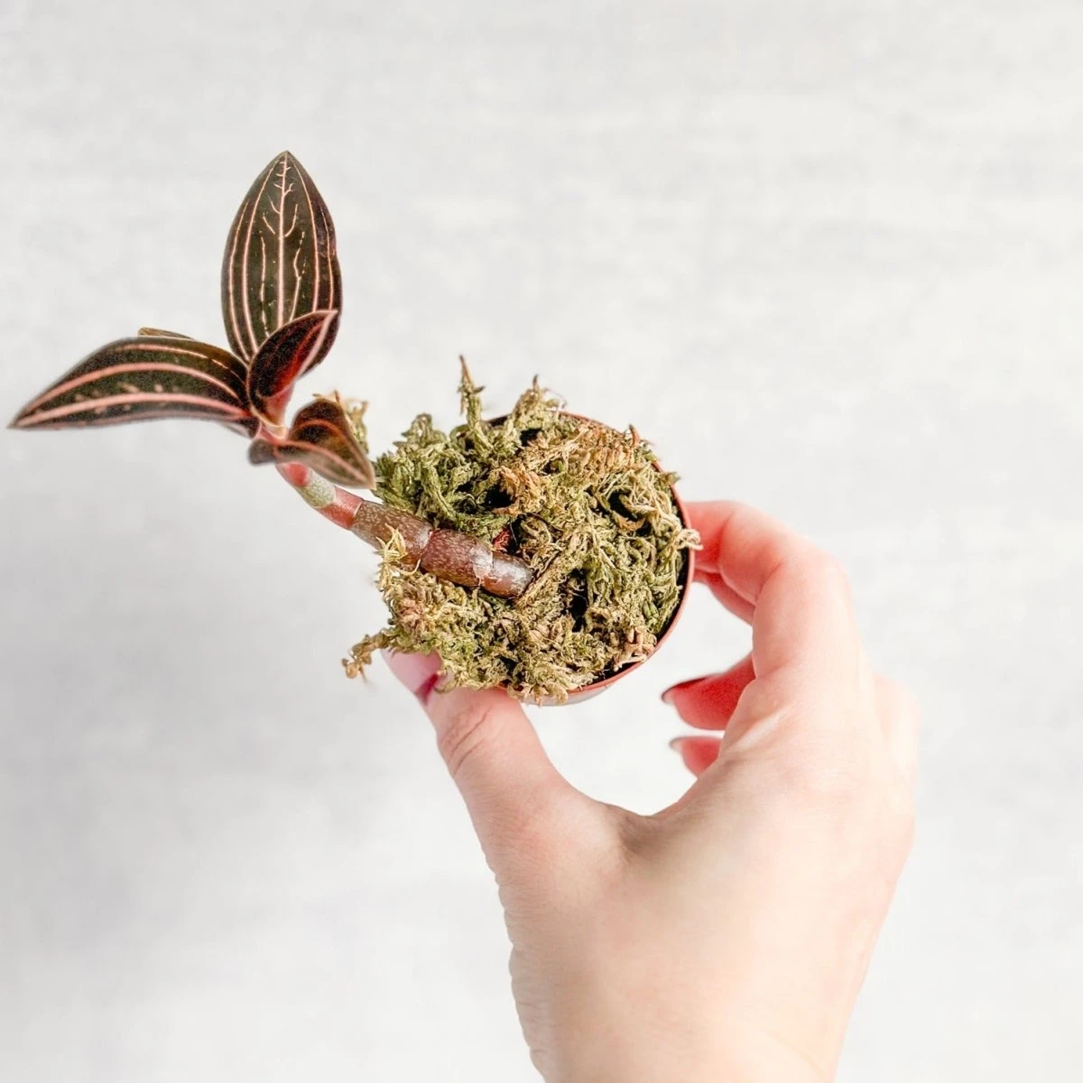 Anoectochilus Roxburghii - ‘Jewel Orchid’ 4 Anoectochilus Roxburghii - ‘Jewel Orchid’ - Image 2