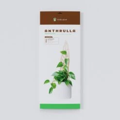 Anthrulla - Anthurium Inspired Plant Trellis 14 Anthrulla - Anthurium Inspired Plant Trellis -Eds Plant Shop anthrulla anthurium inspired plant trellis 151563