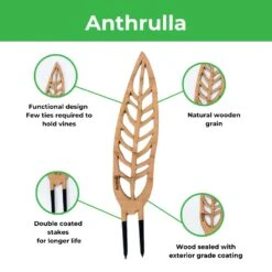 Anthrulla - Anthurium Inspired Plant Trellis 15 Anthrulla - Anthurium Inspired Plant Trellis -Eds Plant Shop anthrulla anthurium inspired plant trellis 497755