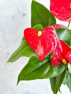 Anthurium Andraeanum 'Flamingo Flower' -Eds Plant Shop anthurium andraeanum flamingo flower various sizes 393652