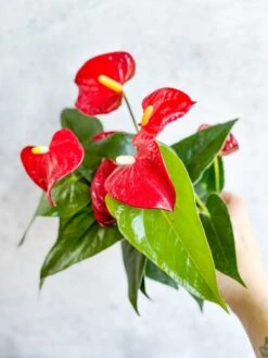 Anthurium Andraeanum 'Flamingo Flower' -Eds Plant Shop anthurium andraeanum flamingo flower various sizes 500802
