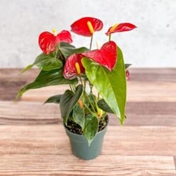 Anthurium Andraeanum 'Flamingo Flower' -Eds Plant Shop anthurium andraeanum flamingo flower various sizes 530022