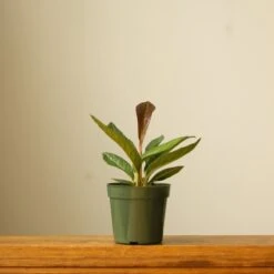 Anthurium Bonplandii Ssp. Guayanum 'Cobra" -Eds Plant Shop anthurium bonplandii ssp guayanum cobra 431562