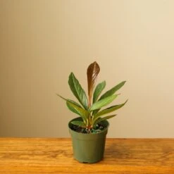 Anthurium Bonplandii Ssp. Guayanum 'Cobra" -Eds Plant Shop anthurium bonplandii ssp guayanum cobra 939157