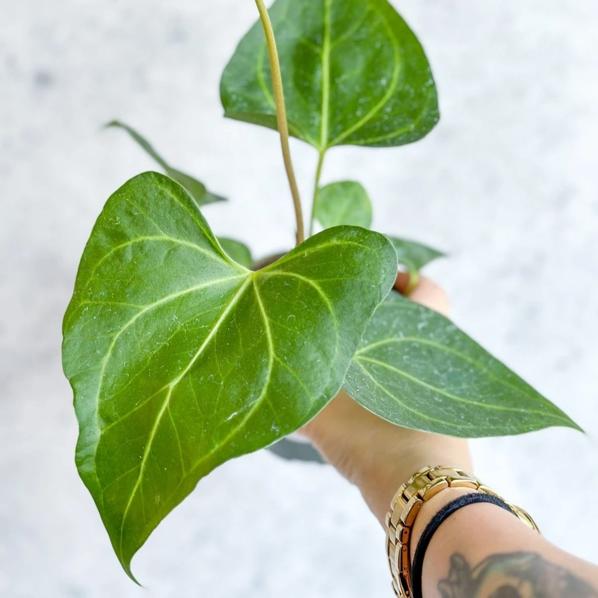 Anthurium Clarinervium X Pedatoradiatum - Velvet Cardboard Anthurium - 4.5 Inch 6 Anthurium Clarinervium X Pedatoradiatum - Velvet Cardboard Anthurium - 4.5 Inch - Image 4