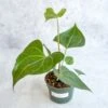 Anthurium Clarinervium X Pedatoradiatum - Velvet Cardboard Anthurium - 4.5 Inch -Eds Plant Shop anthurium clarinervium x pedatoradiatum velvet cardboard anthurium 45 inch 720934