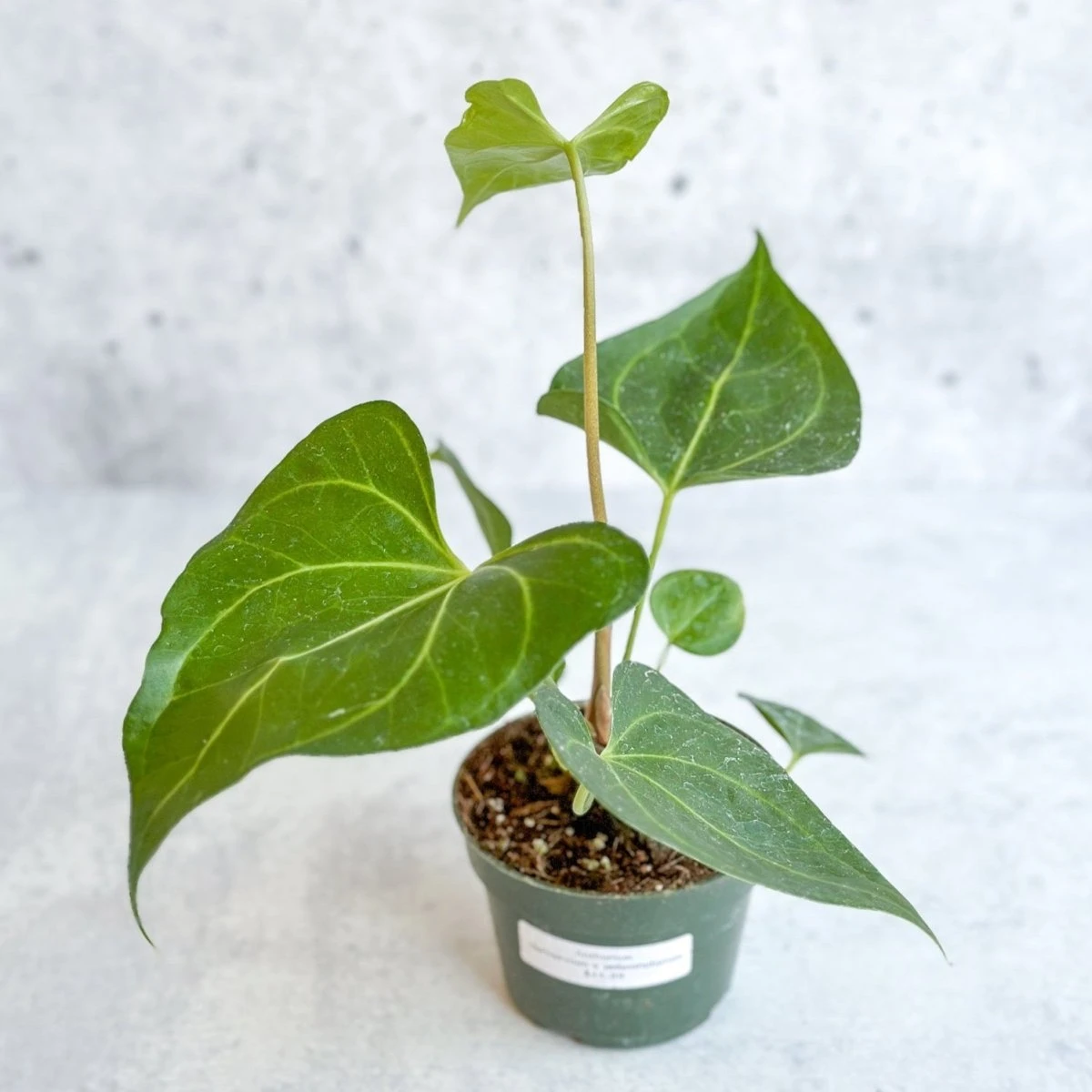 Anthurium Clarinervium X Pedatoradiatum - Velvet Cardboard Anthurium - 4.5 Inch 3 Anthurium Clarinervium X Pedatoradiatum - Velvet Cardboard Anthurium - 4.5 Inch