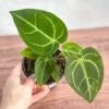 Anthurium Magnificum - Magnificent Anthurium - 4 Inch -Eds Plant Shop anthurium magnificum magnificent anthurium 4 inch 293322