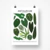 Anthurium Species ID Chart - Botanical Houseplant Art Print 2 Anthurium Species ID Chart - Botanical Houseplant Art Print -Eds Plant Shop anthurium species id chart botanical houseplant art print 894062