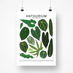 Anthurium Species ID Chart - Botanical Houseplant Art Print