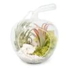 Apple Terrarium With Pebble Kit And Tillandsia Air Plants -Eds Plant Shop apple terrarium with pebble kit and tillandsia air plants 1570745