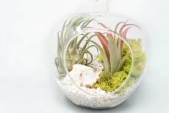 Eds Plant Shop -Eds Plant Shop apple terrarium with pebble kit and tillandsia air plants 8403360