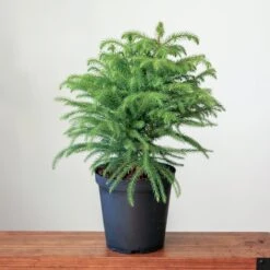 Araucaria Heterophylla Norfolk Island Pine - Floor Plant