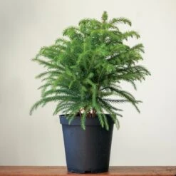 Araucaria Heterophylla Norfolk Island Pine - Floor Plant -Eds Plant Shop araucaria heterophylla norfolk island pine floor plant 725408