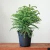 Araucaria Heterophylla Norfolk Island Pine Indoor Tropical Plant 1 Araucaria Heterophylla Norfolk Island Pine Indoor Tropical Plant -Eds Plant Shop araucaria heterophylla norfolk island pine indoor tropical plant 627914