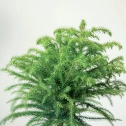 Araucaria Heterophylla Norfolk Island Pine Indoor Tropical Plant -Eds Plant Shop araucaria heterophylla norfolk island pine indoor tropical plant 679761