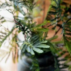 Artificial Faux Acacia Plant Stem 47" Tall 15 Artificial Faux Acacia Plant Stem 47" Tall -Eds Plant Shop artificial faux acacia plant stem 47 tall 478063