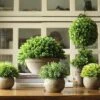 Artificial Faux Boxwood Topiary In Various Designs -Eds Plant Shop artificial faux boxwood topiary in various designs 856848