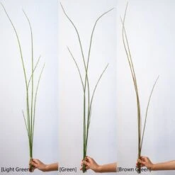 Artificial Faux Rough Horsetail Plant Long Stem 54" Tall 21 Artificial Faux Rough Horsetail Plant Long Stem 54" Tall -Eds Plant Shop artificial faux rough horsetail plant long stem 54 tall 123145