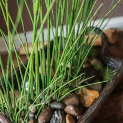 Artificial Faux Rough Horsetail Plant Long Stem 54" Tall 18 Artificial Faux Rough Horsetail Plant Long Stem 54" Tall -Eds Plant Shop artificial faux rough horsetail plant long stem 54 tall 126710