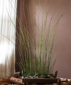 Artificial Faux Rough Horsetail Plant Long Stem 54" Tall 16 Artificial Faux Rough Horsetail Plant Long Stem 54" Tall -Eds Plant Shop artificial faux rough horsetail plant long stem 54 tall 257024
